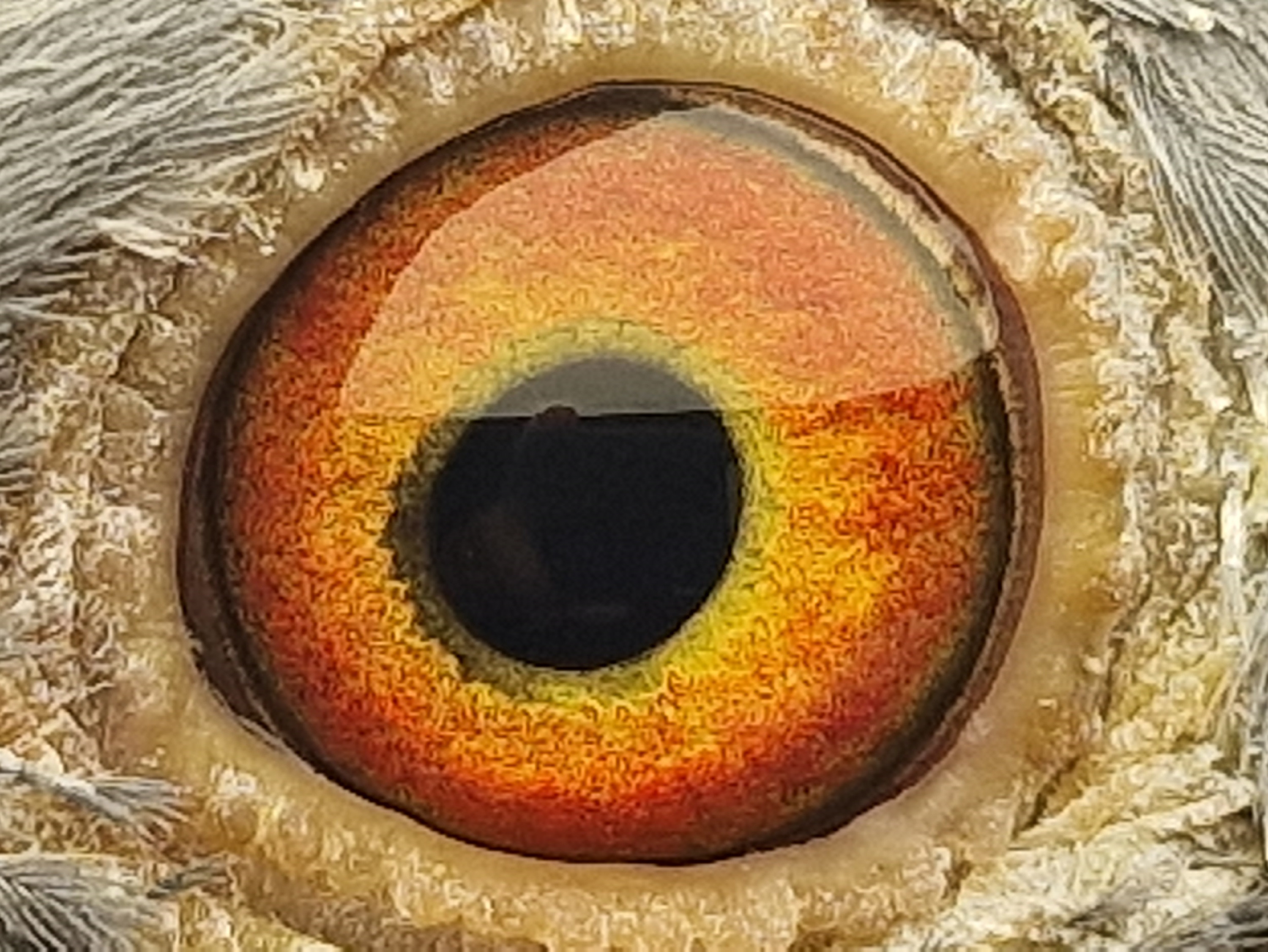 Pigeon eye